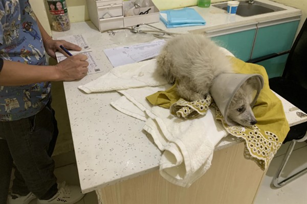 狗狗为什么发抖，一般是着凉、受惊、感到疼痛等因素所致