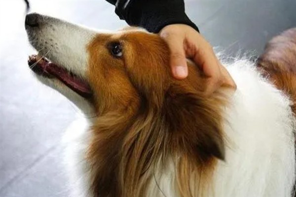 狗狗为什么发抖，一般是着凉、受惊、感到疼痛等因素所致