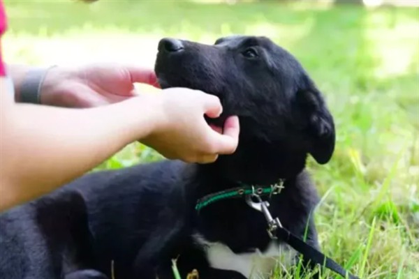 狗狗为什么发抖，一般是着凉、受惊、感到疼痛等因素所致