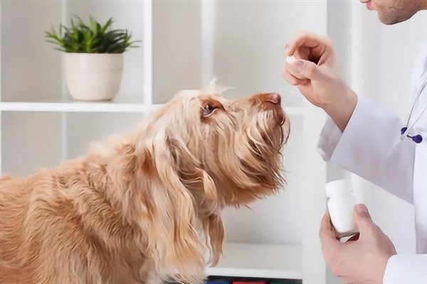 狗狗为什么发抖，一般是着凉、受惊、感到疼痛等因素所致