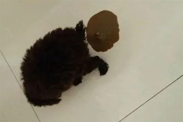 狗狗为什么发抖，一般是着凉、受惊、感到疼痛等因素所致