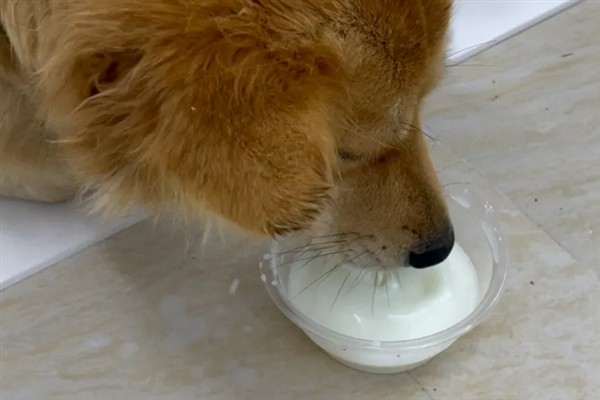 狗狗为什么发抖，一般是着凉、受惊、感到疼痛等因素所致