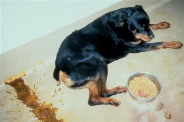 狗狗为什么发抖，一般是着凉、受惊、感到疼痛等因素所致