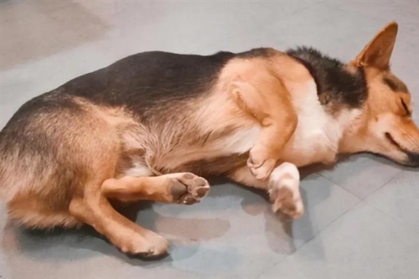 狗狗为什么发抖，一般是着凉、受惊、感到疼痛等因素所致