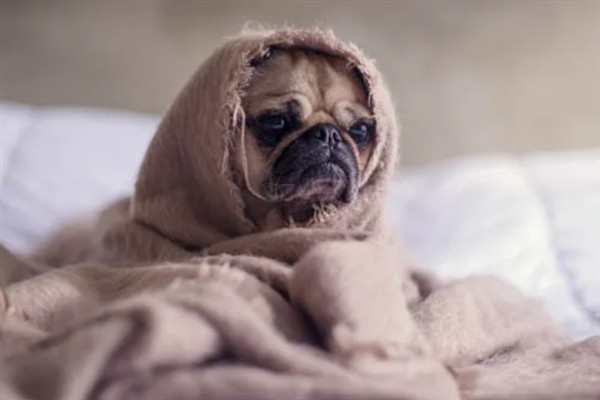 狗狗为什么发抖，一般是着凉、受惊、感到疼痛等因素所致