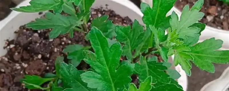 菊花11月份能连根移栽吗，温度低不可以连根移栽