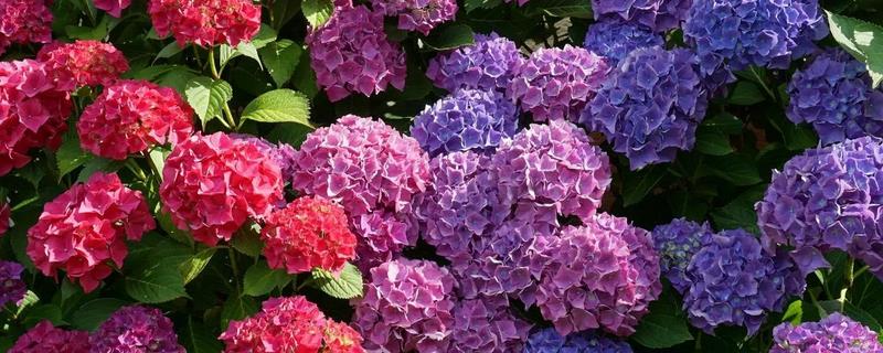 绣球花有什么花语，代表团聚圆满、丰富多彩等含义