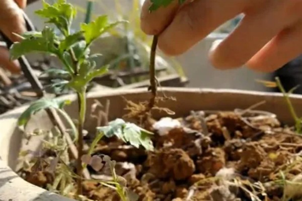 菊花11月份能连根移栽吗，温度低不可以连根移栽