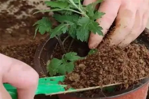 菊花11月份能连根移栽吗，温度低不可以连根移栽