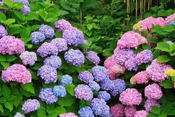 绣球花有什么花语，代表团聚圆满、丰富多彩等含义