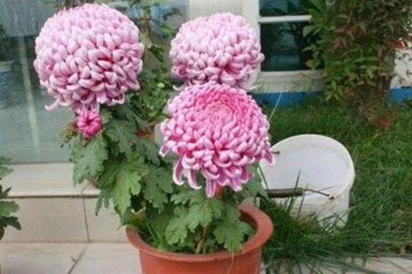 菊花11月份能连根移栽吗，温度低不可以连根移栽
