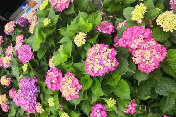绣球花有什么花语，代表团聚圆满、丰富多彩等含义