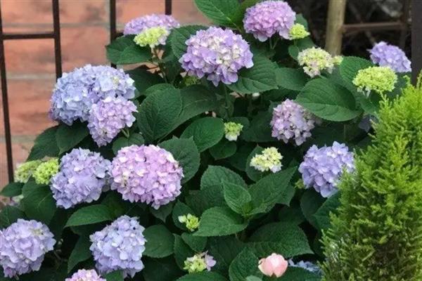 绣球花有什么花语，代表团聚圆满、丰富多彩等含义