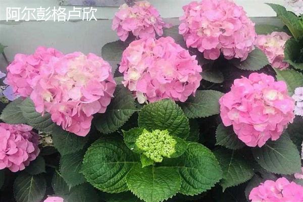 绣球花有什么花语，代表团聚圆满、丰富多彩等含义