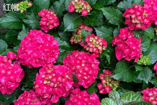 绣球花有什么花语，代表团聚圆满、丰富多彩等含义
