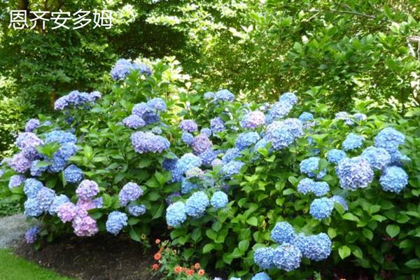 绣球花有什么花语，代表团聚圆满、丰富多彩等含义