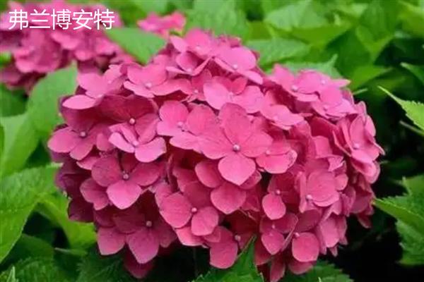 绣球花有什么花语，代表团聚圆满、丰富多彩等含义