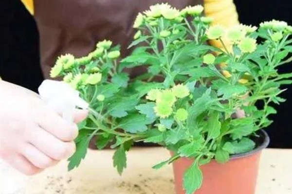 菊花11月份能连根移栽吗，温度低不可以连根移栽