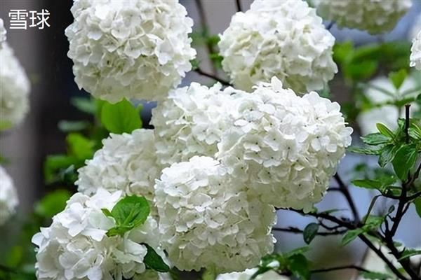 绣球花有什么花语，代表团聚圆满、丰富多彩等含义