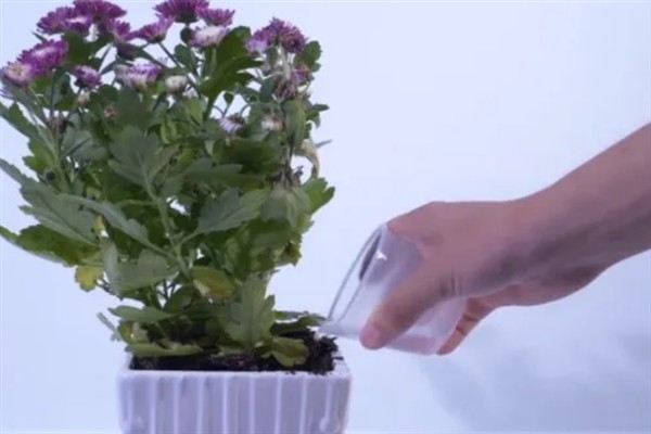 菊花11月份能连根移栽吗，温度低不可以连根移栽