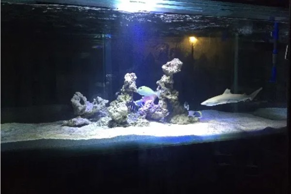 鲨鱼能不能养在鱼缸中，小型和中型品种可以用鱼缸饲养
