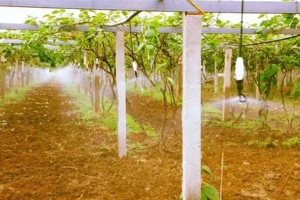 弥猴桃的种植管理技术，土壤的ph值在5.5-6.5为佳
