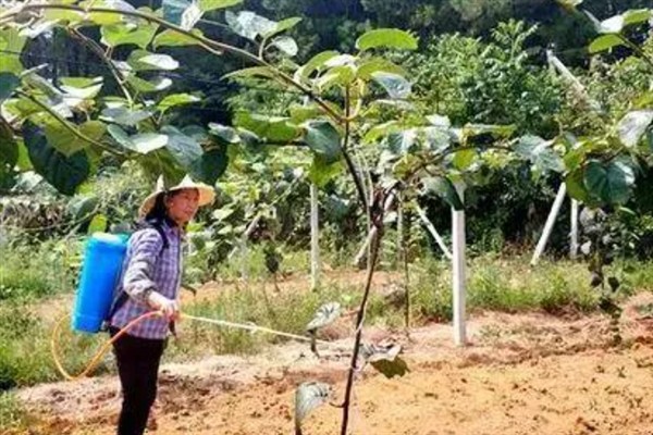 弥猴桃的种植管理技术，土壤的ph值在5.5-6.5为佳