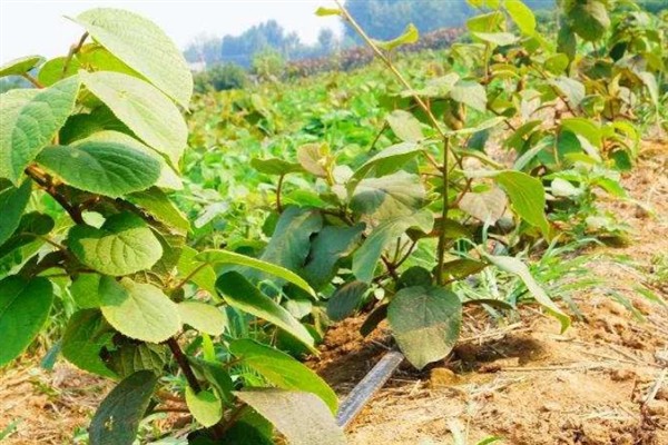 弥猴桃的种植管理技术，土壤的ph值在5.5-6.5为佳
