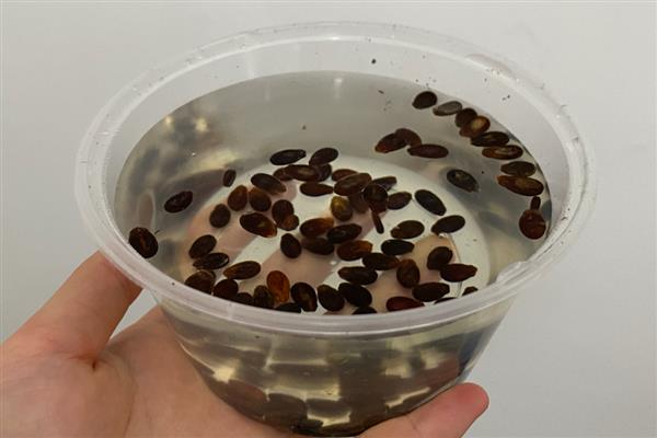 怎么培育三倍体无籽西瓜，将三倍体种子与二倍体种子进行间种