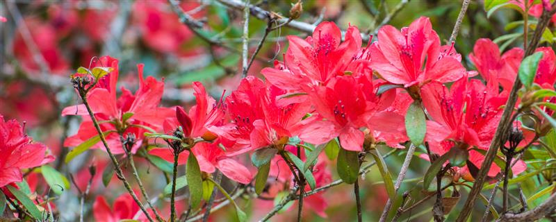 映山红在冬天能栽活吗，冬天移栽不可存活