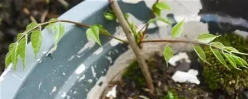 紫藤的插枝种植方法，选择在每年3月下旬进行