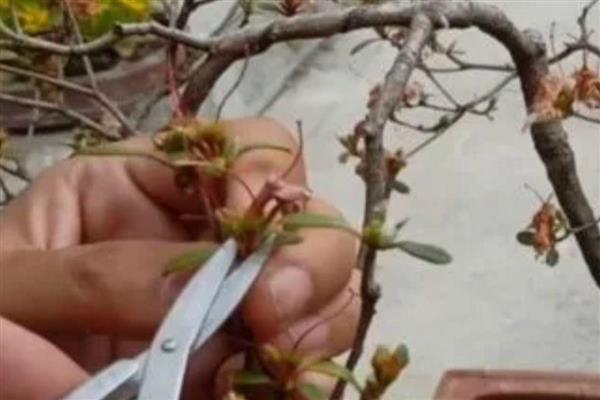 映山红在冬天能栽活吗，冬天移栽不可存活