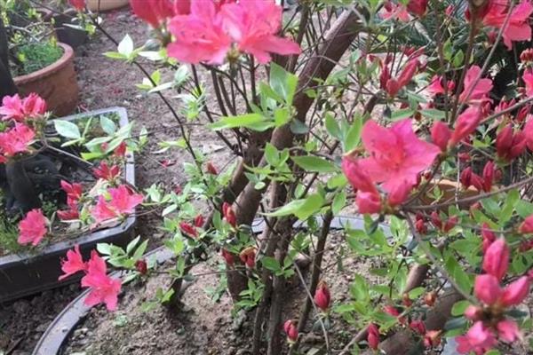 映山红在冬天能栽活吗，冬天移栽不可存活