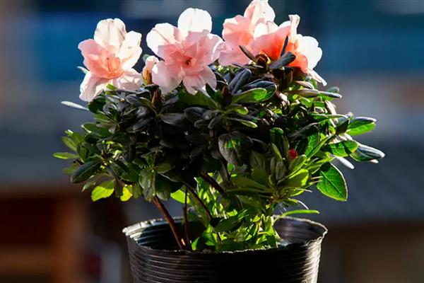 映山红在冬天能栽活吗，冬天移栽不可存活