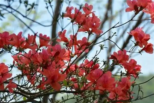 映山红在冬天能栽活吗，冬天移栽不可存活