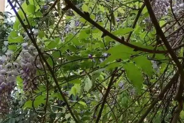 紫藤的插枝种植方法，选择在每年3月下旬进行