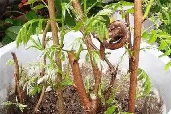 紫藤的插枝种植方法，选择在每年3月下旬进行