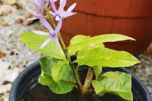 紫藤的插枝种植方法，选择在每年3月下旬进行