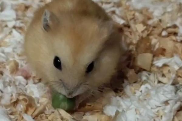 仓鼠可以吃的食物，可以吃豌豆、龙眼等