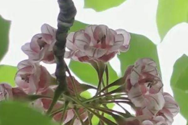 伯乐叶是什么树的树叶，是伯乐树的叶片