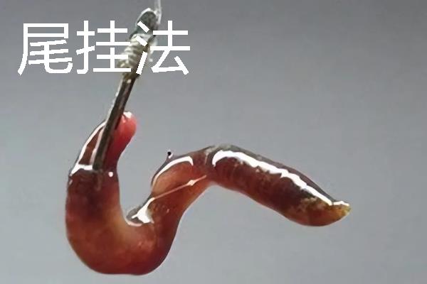 钓鱼怎样穿蚯蚓，可采用以下3种方法