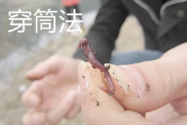 钓鱼怎样穿蚯蚓，可采用以下3种方法