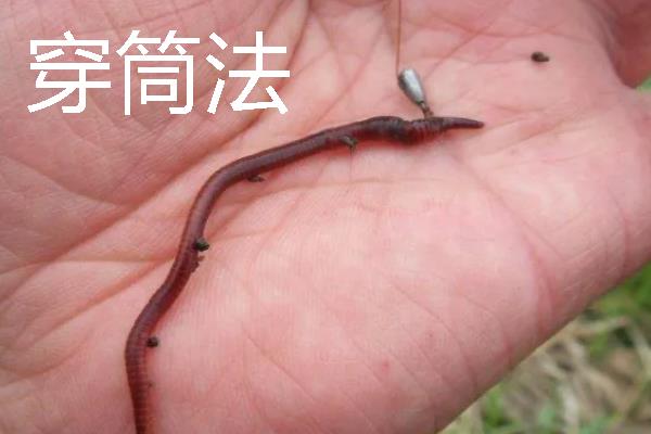 钓鱼怎样穿蚯蚓，可采用以下3种方法