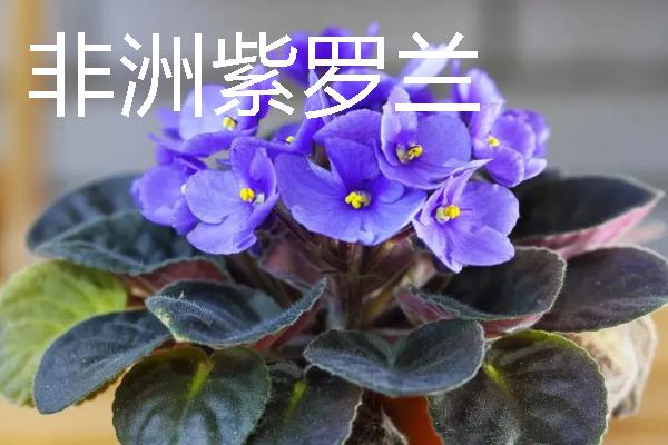 什么花卉在室内养不死，常见长寿花、非洲紫罗兰等品种