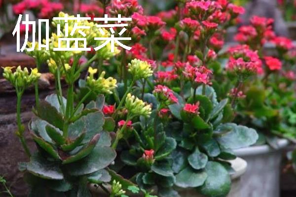 什么花卉在室内养不死，常见长寿花、非洲紫罗兰等品种