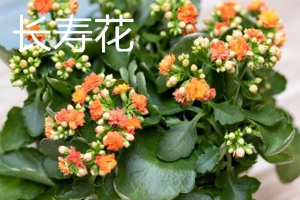 什么花卉在室内养不死，常见长寿花、非洲紫罗兰等品种