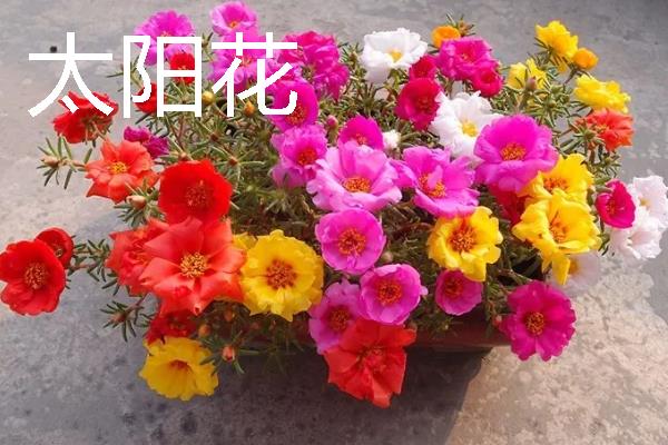 什么花卉在室内养不死，常见长寿花、非洲紫罗兰等品种