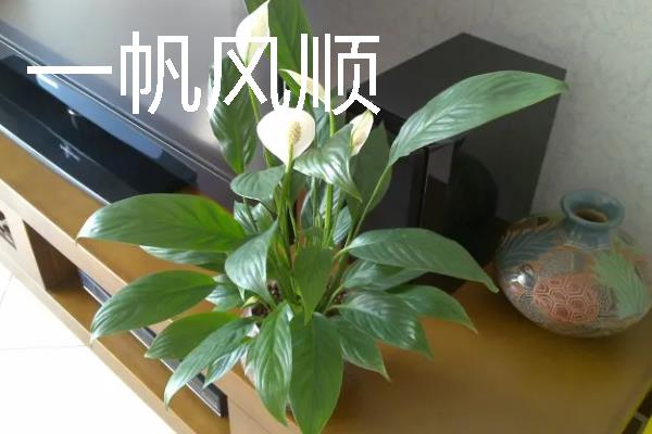 什么花卉在室内养不死，常见长寿花、非洲紫罗兰等品种