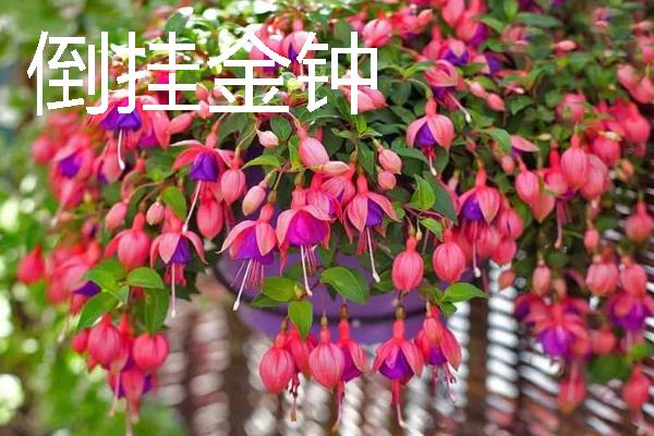 什么花卉在室内养不死，常见长寿花、非洲紫罗兰等品种