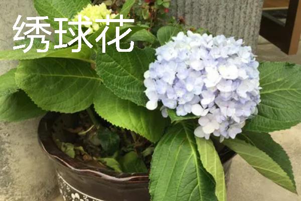 什么花卉在室内养不死，常见长寿花、非洲紫罗兰等品种